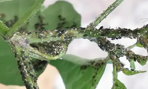 Controlling Whiteflies And Aphids On Vegetables