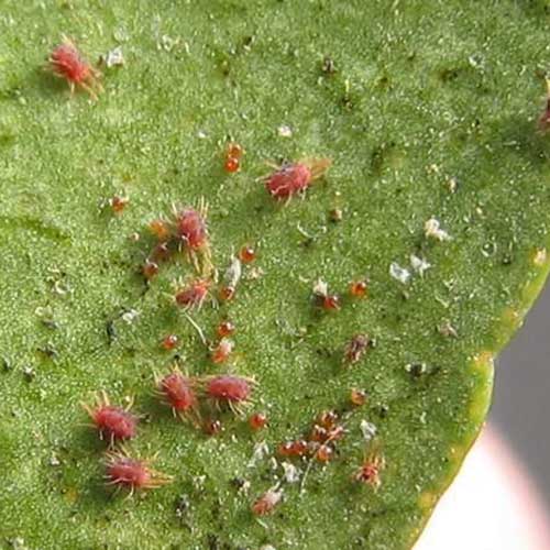 4 Types Of Acaricide Insecticide Products For Mites