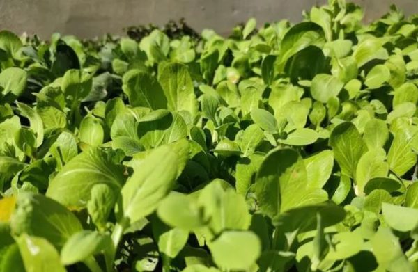 Techniques For Successfully Growing Vegetables In Spring