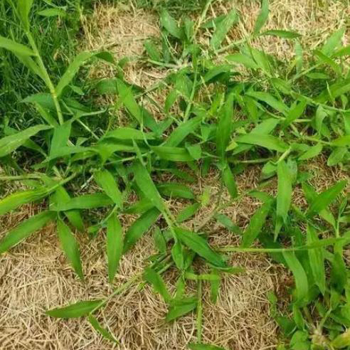 Best Spring Weed Control For Lawns